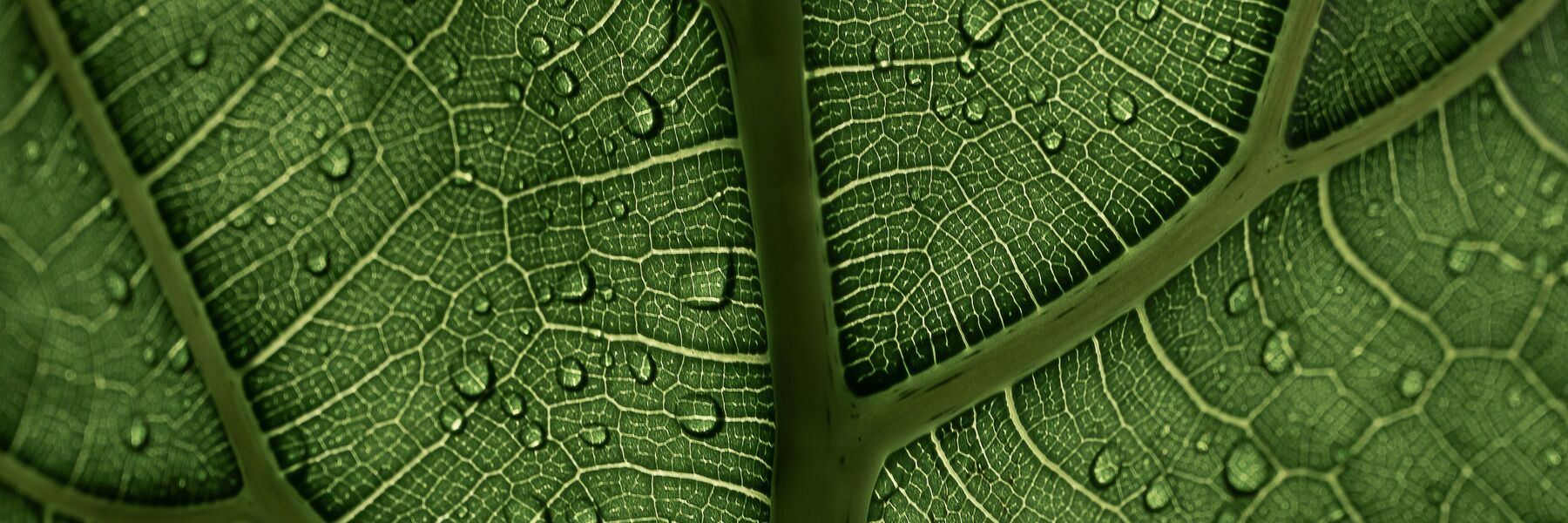Image d'une feuille avec des gouttes d'eau