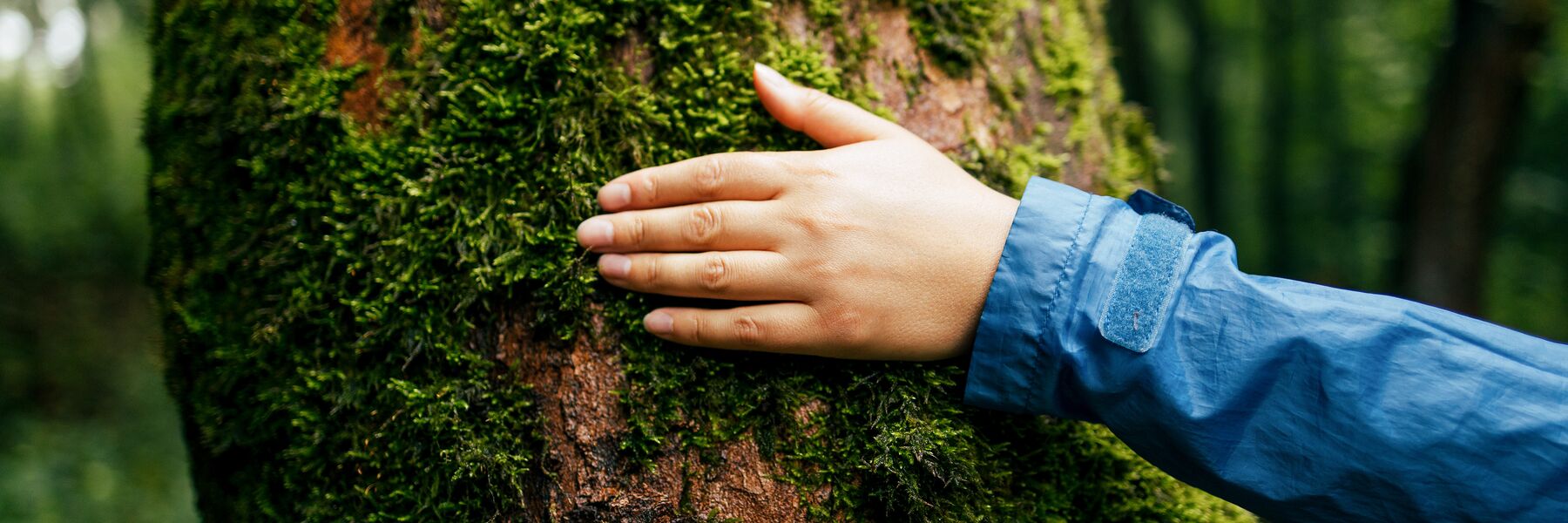 Bild zeigt eine Person, die eine Hand auf einen Baumstamm legt